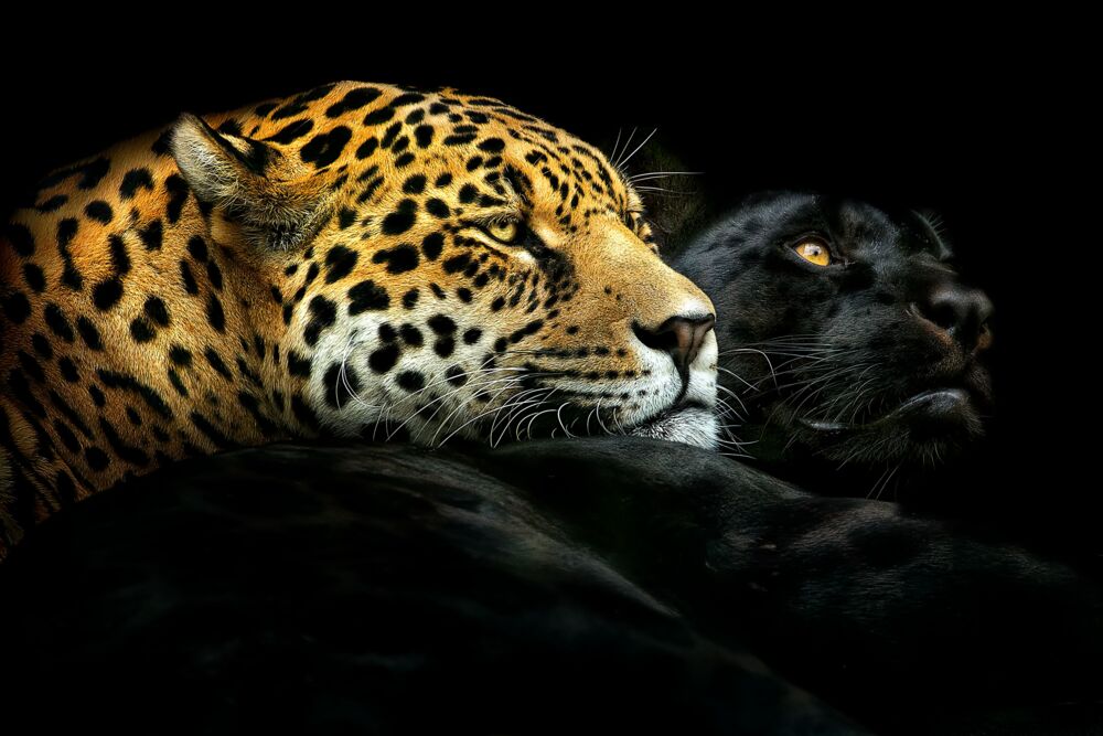 EBONY AND IVORY