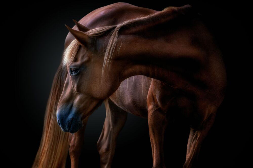EQUUS