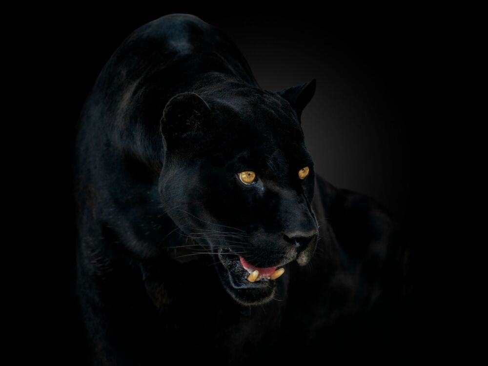 NIGHT WARRIOR