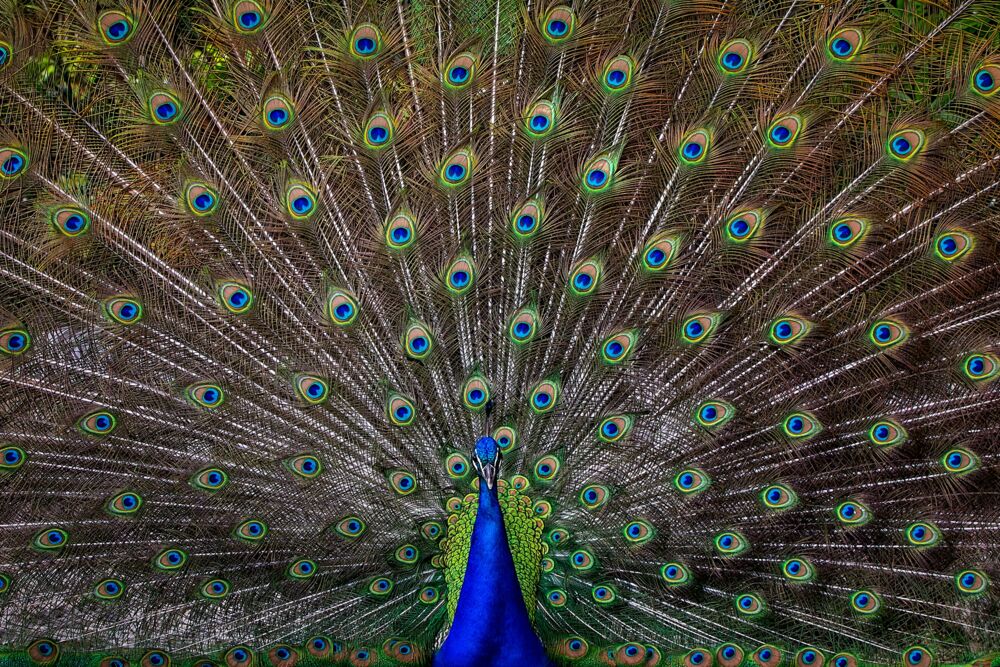 PEACOCK