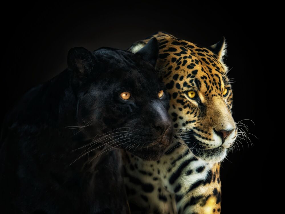 PERFECT HARMONY