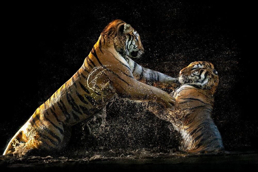 Siberian fight