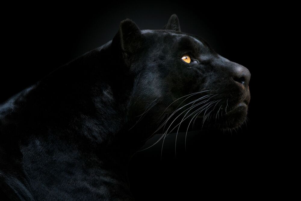 SON OF THE NIGHT