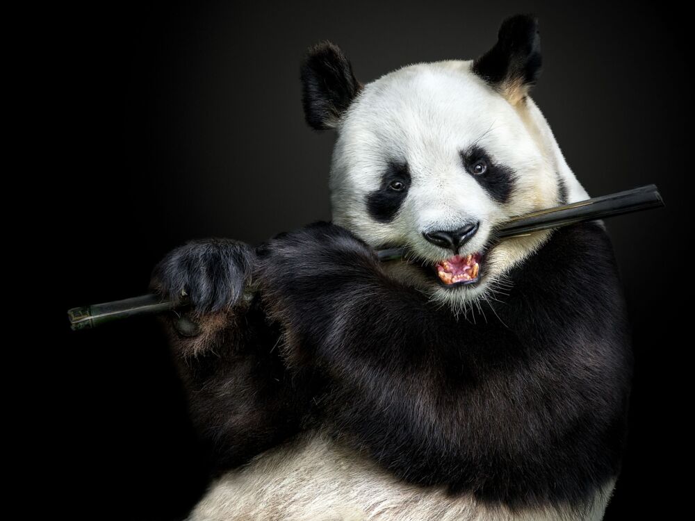 THE FLUTE MASTER