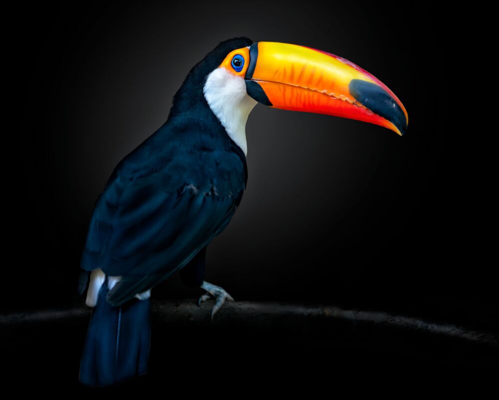THE MESSENGER