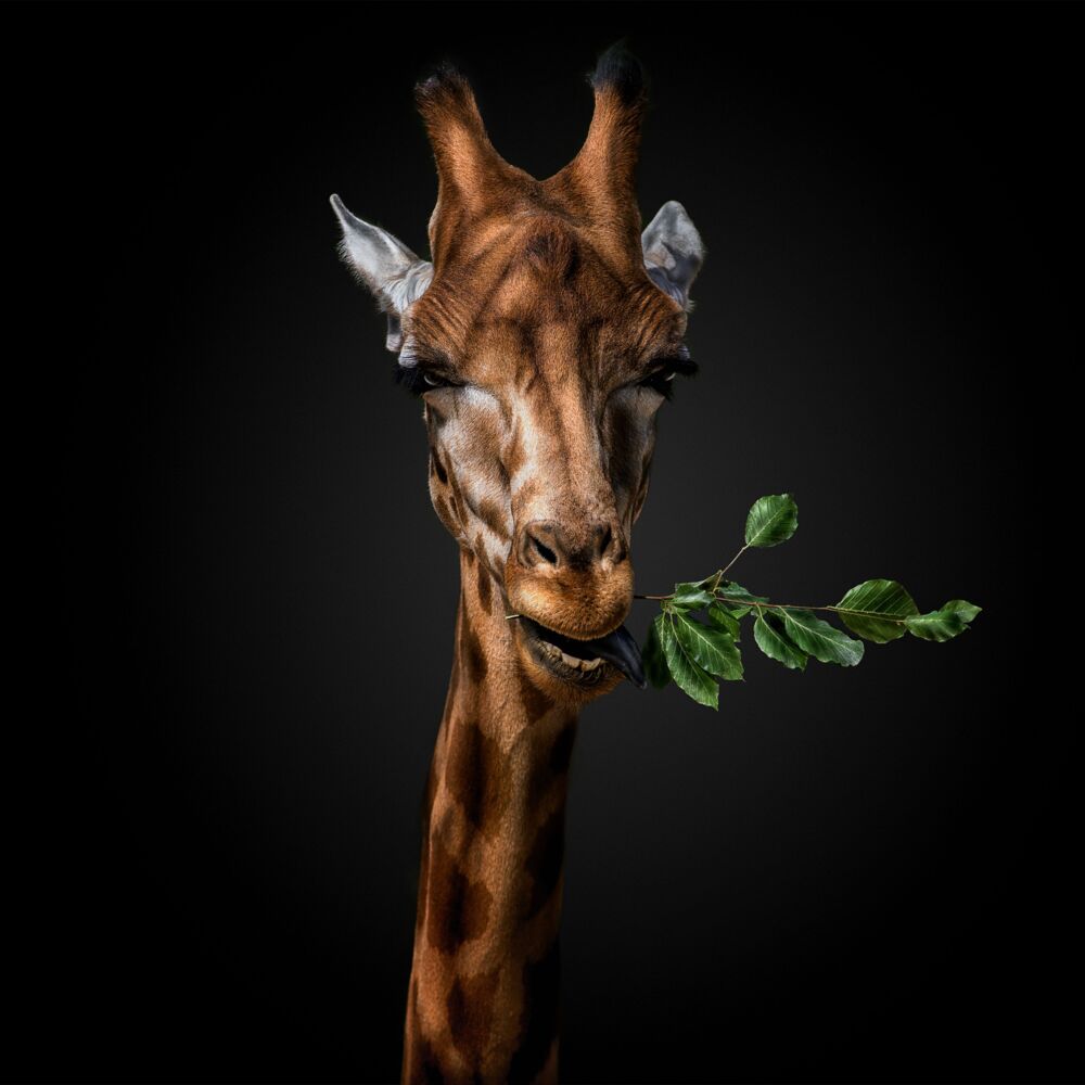 WANNA SOME GRASS