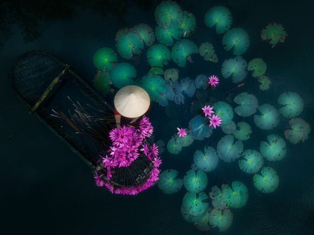 Lilies harvest