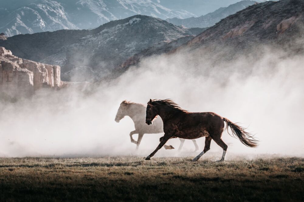 Wild horses 4