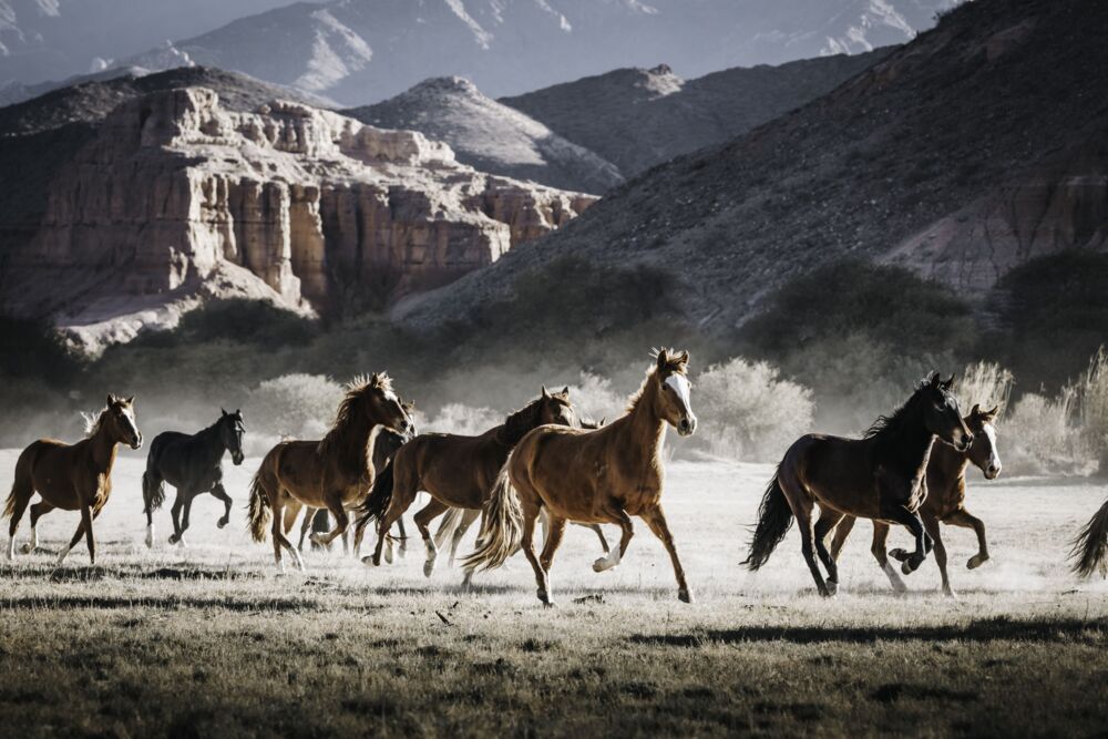 Wild horses 5