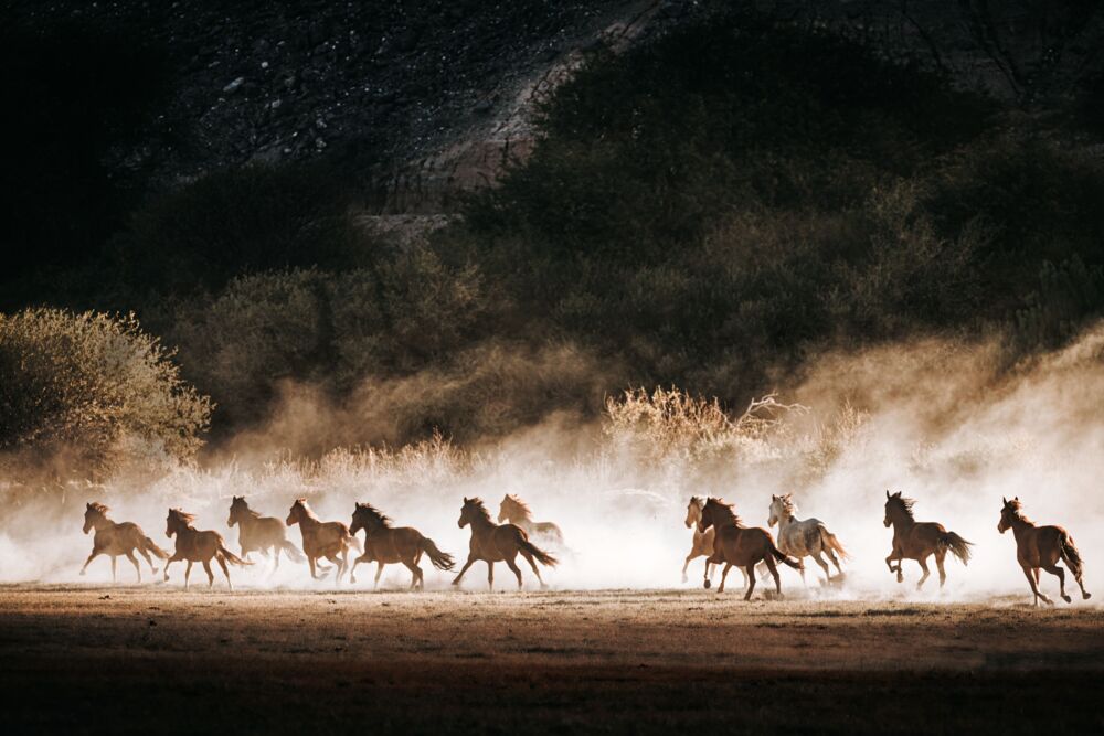 Wild horses 6