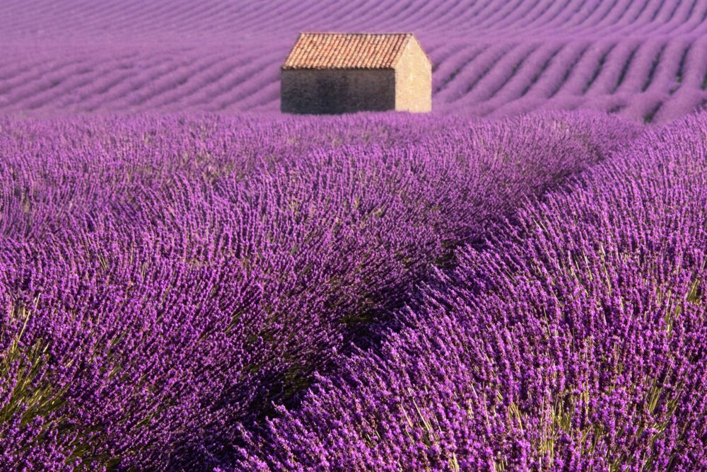 Lavender house 2