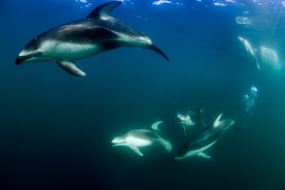 Ronde des dauphins