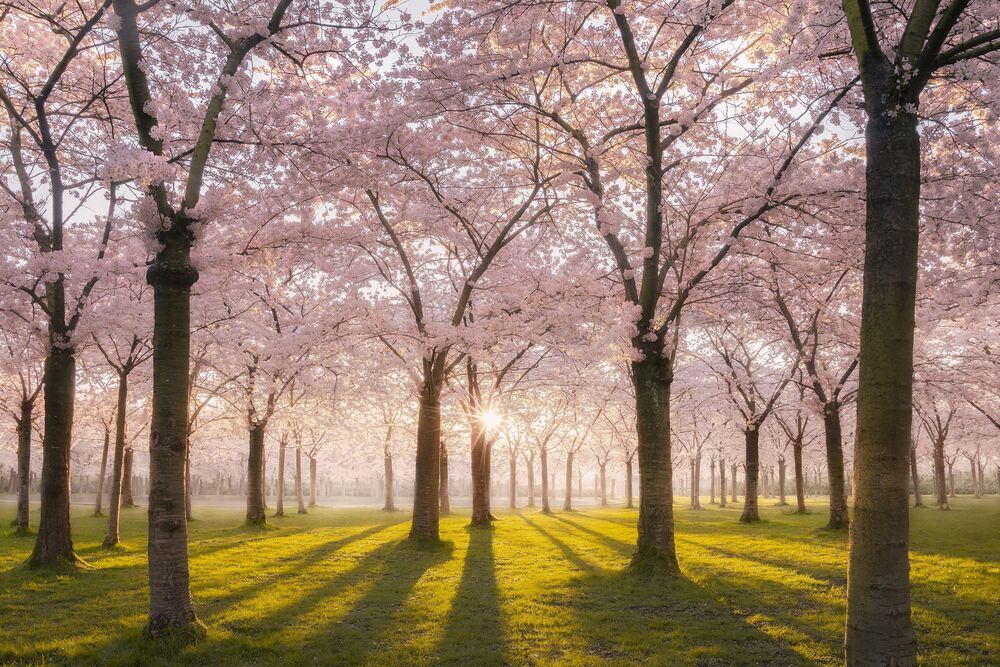 Blossom park