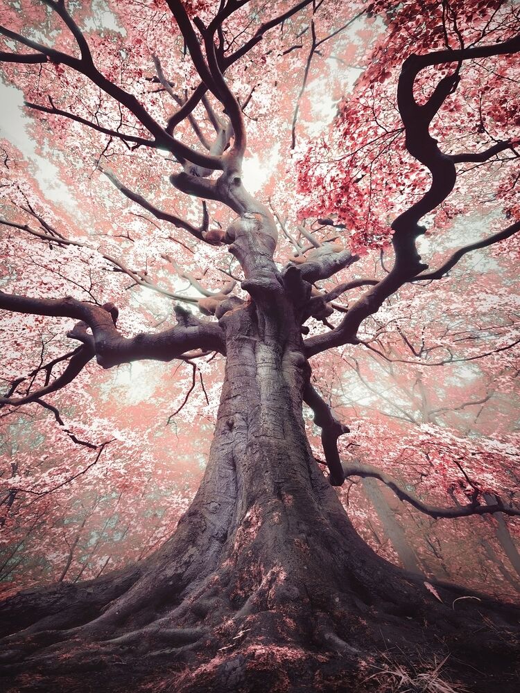 The blossomed witch