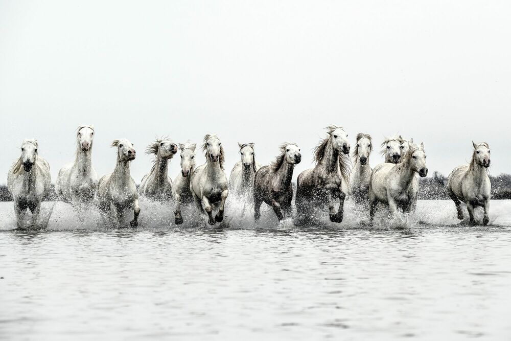 HORSE POWER