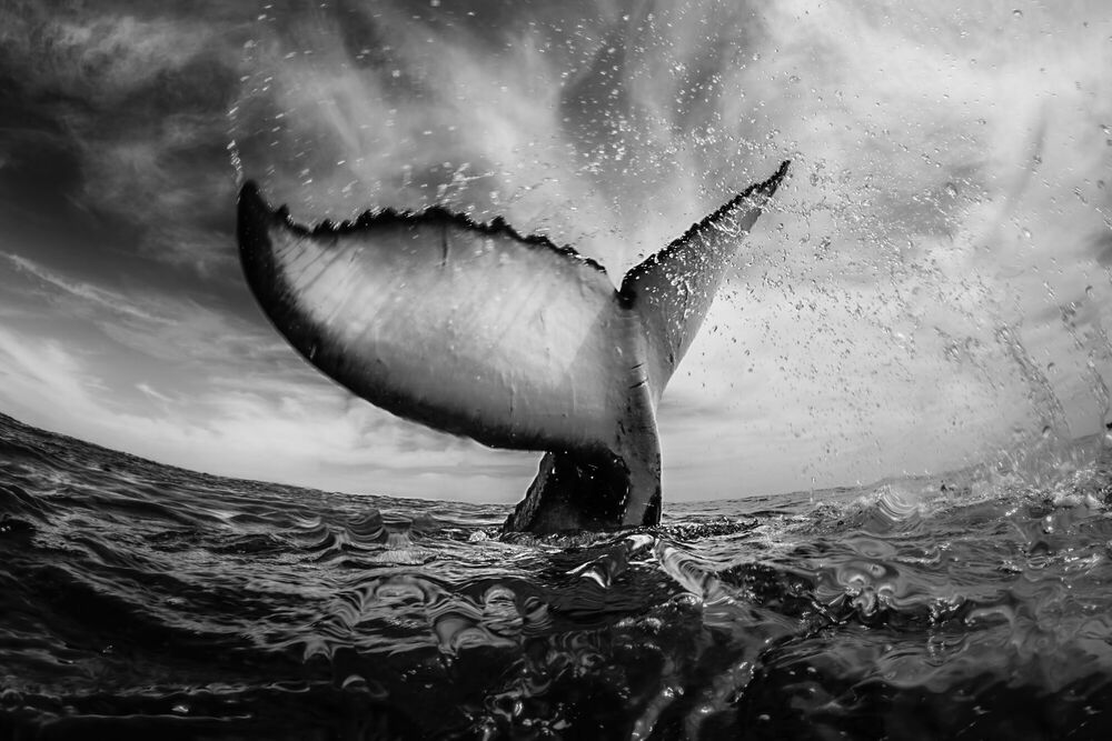 WHALE TAIL