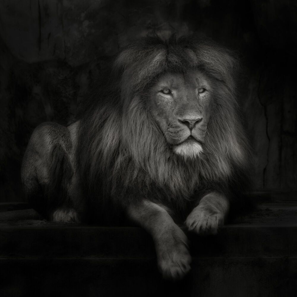 Royalty at Ease