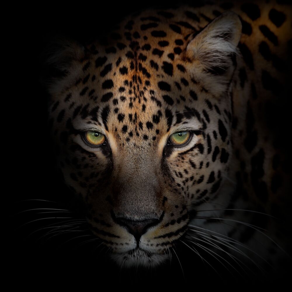 Savage beauty