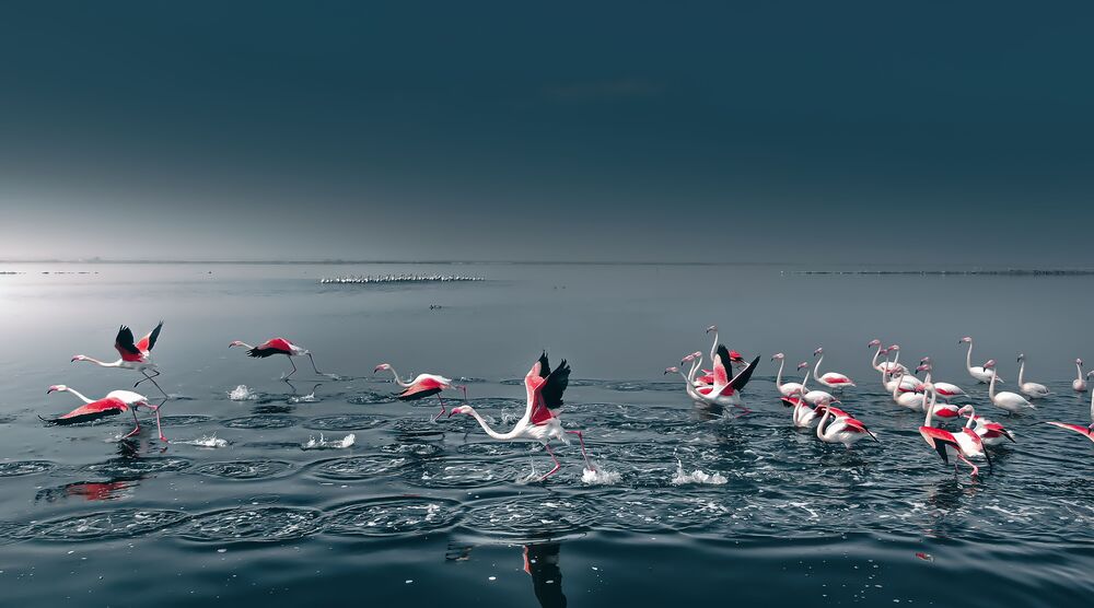 Flamingo take off Namibie