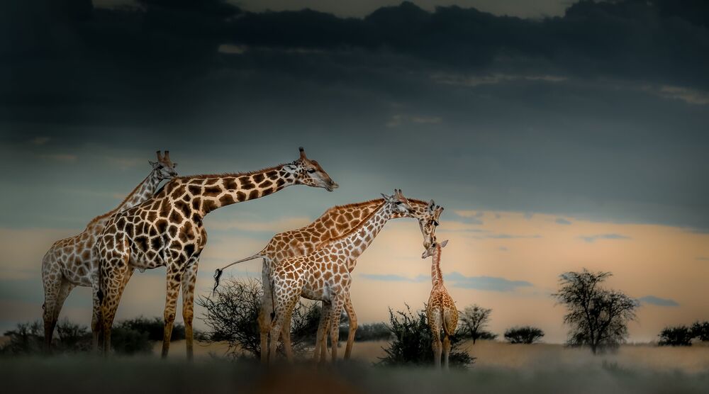 Giraffe kiss