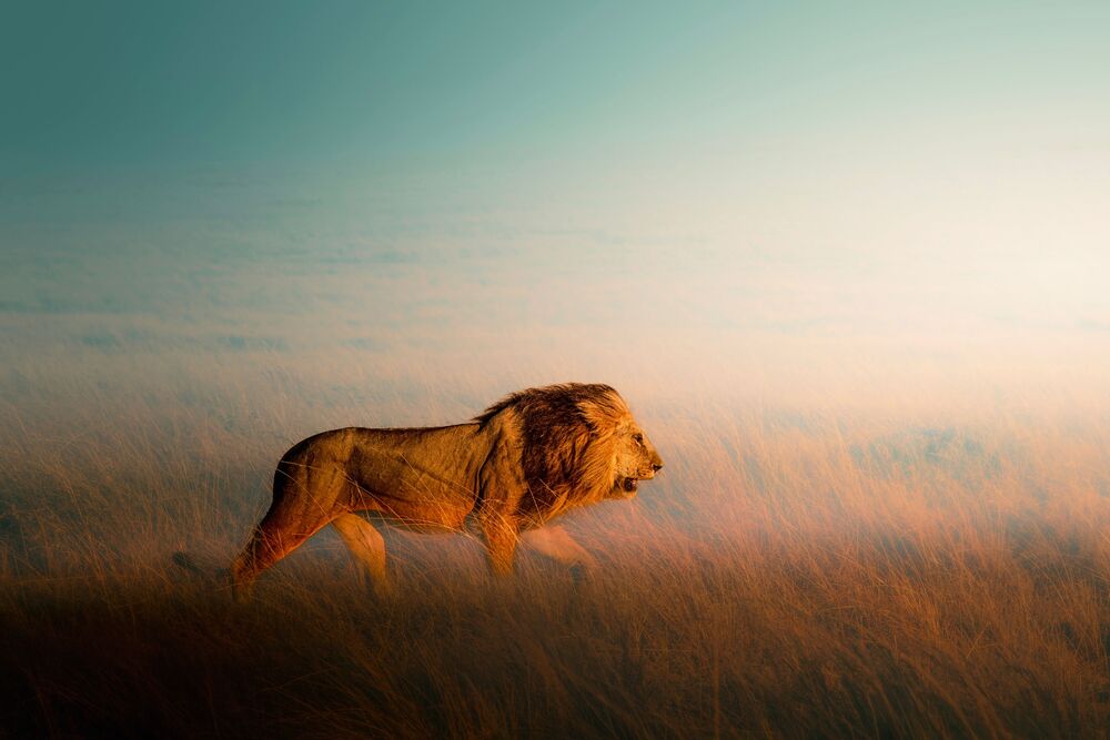 Mara lion