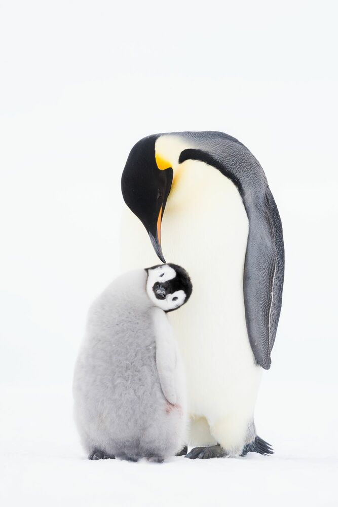 Tenderness