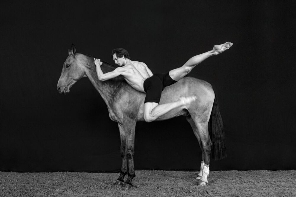 Animal inside 12
