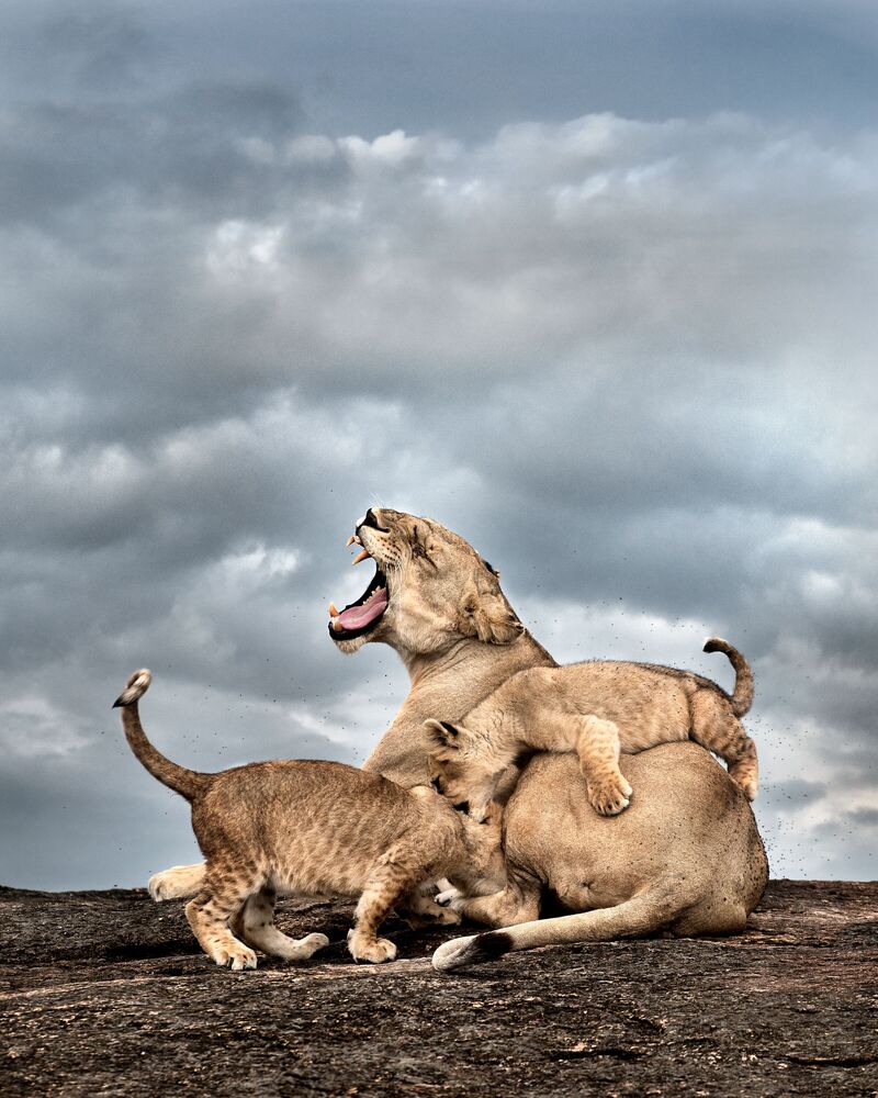 Angry lioness with two cubs
