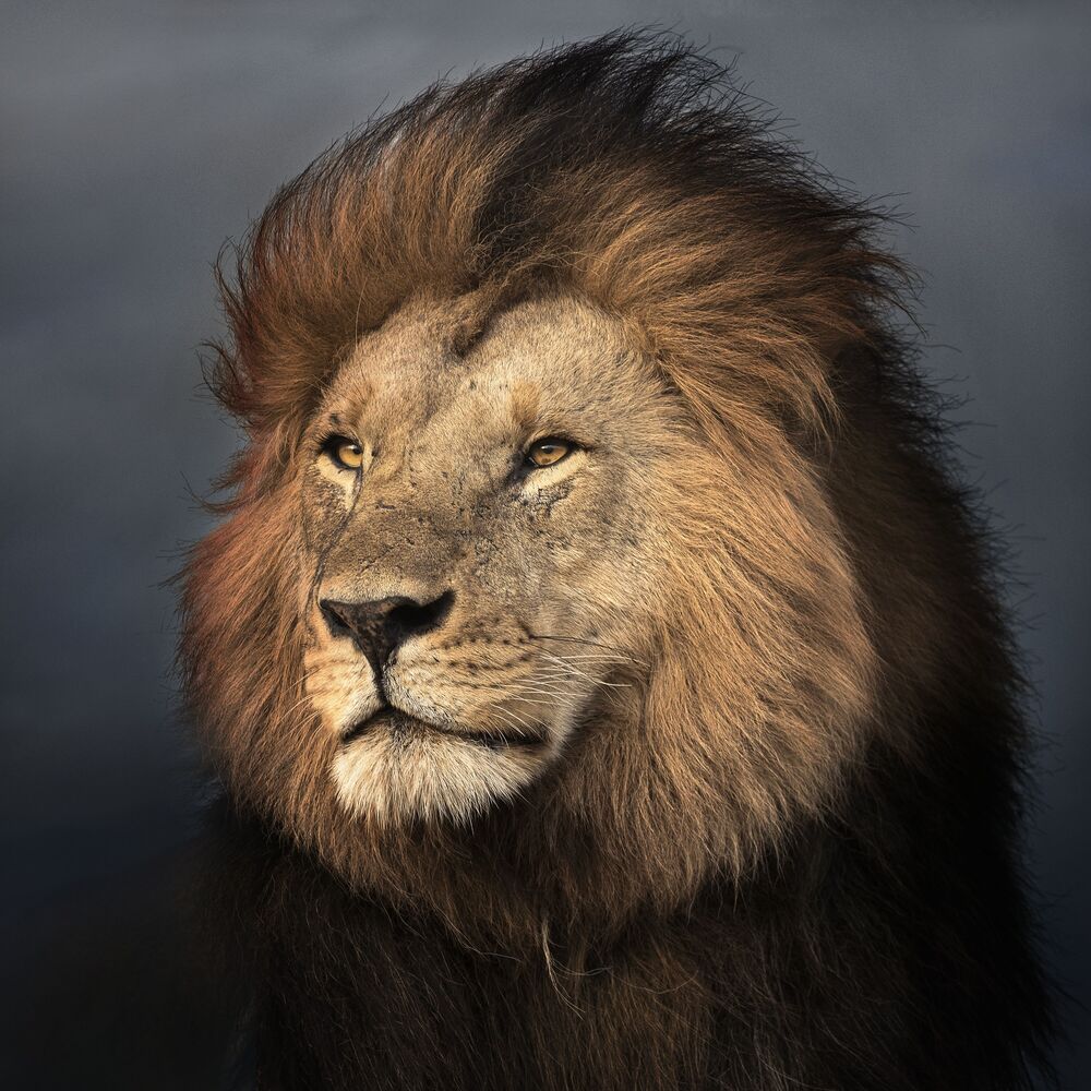 Portrait of wild lion
