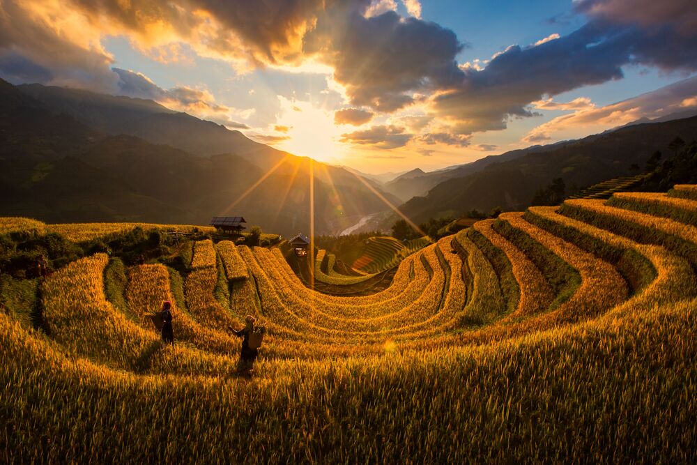 Golden autumn in Mu Cang Chai