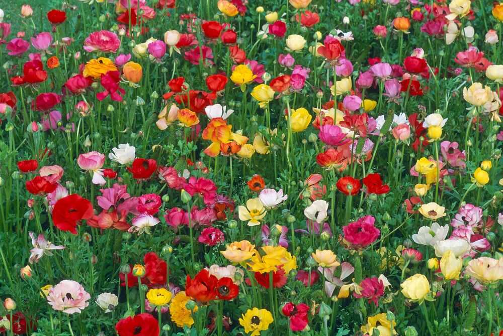 La symphonie des fleurs