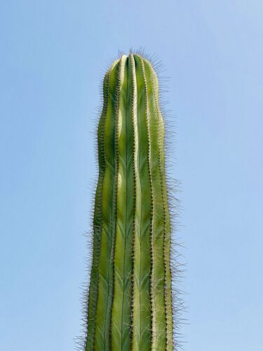 Desert