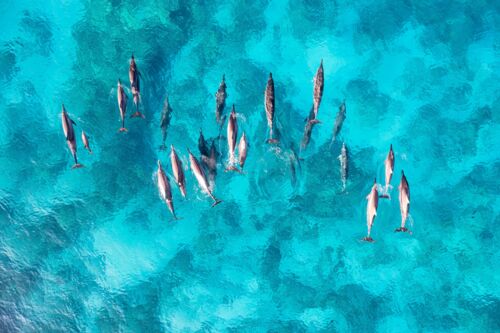 Animales marinos