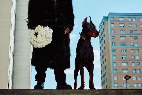Dog life - Fifou - Photographie