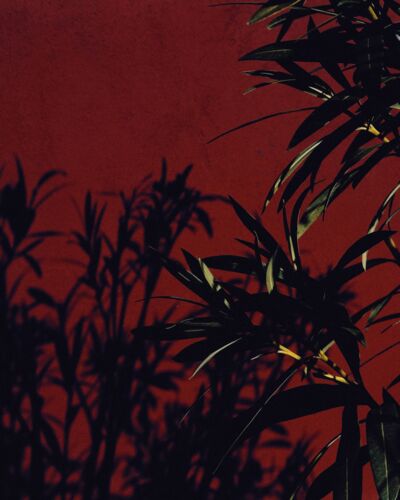 Oleander - Francesco GIOIA - Photographie