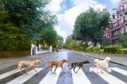 Abbey road London - Gray Malin - Fotografia