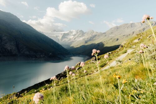 Les Alpes en fleurs - Heja Elsa - Fotografia