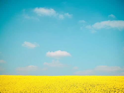 Campo