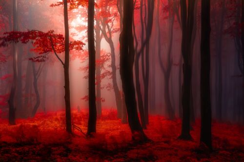 Where No Words Needed - JANEK SEDLAR - Fotografia