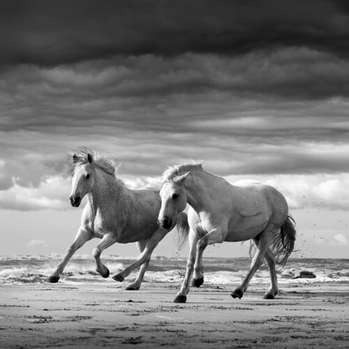 Black & White horse