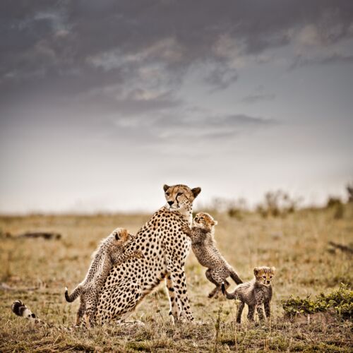 Cheetahs