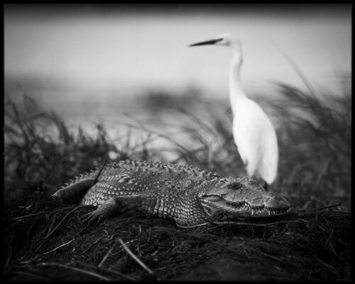 Black & White bird