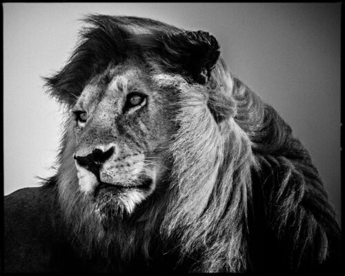 Black and white animals
