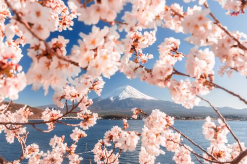 Sakura en fleur devant le Mont Fuji au printemps - Loic LAGARDE - Fotografia