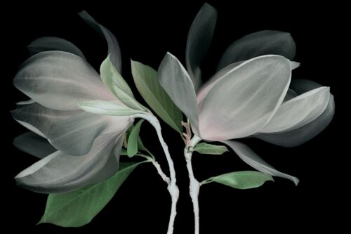fleur-de-magnolia.jpg