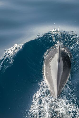 Dauphin bleu et blanc - Olivier ANRIGO - Photographie