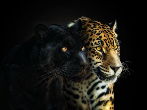 PERFECT HARMONY - PEDRO JARQUE KREBS - Photographie