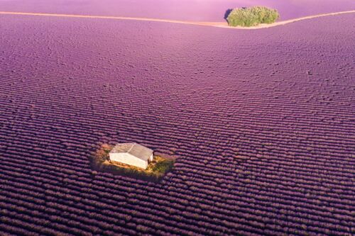 Field