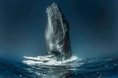Whale