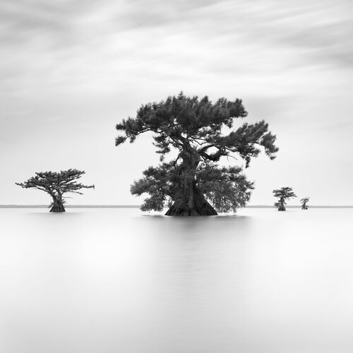 Black-and-white tree